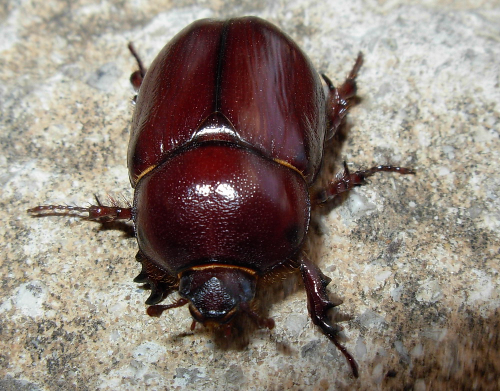 Femmina di scarabeo rinoceronte