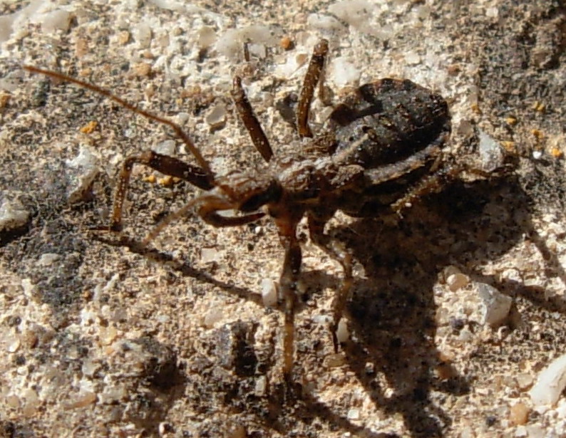 ninfa di Coranus subapterus