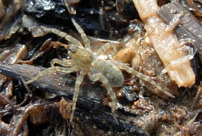Nuovo ragno da identificare (Arctosa)