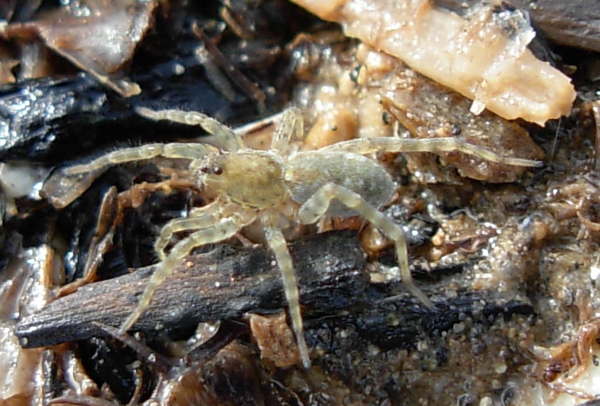 Nuovo ragno da identificare (Arctosa)