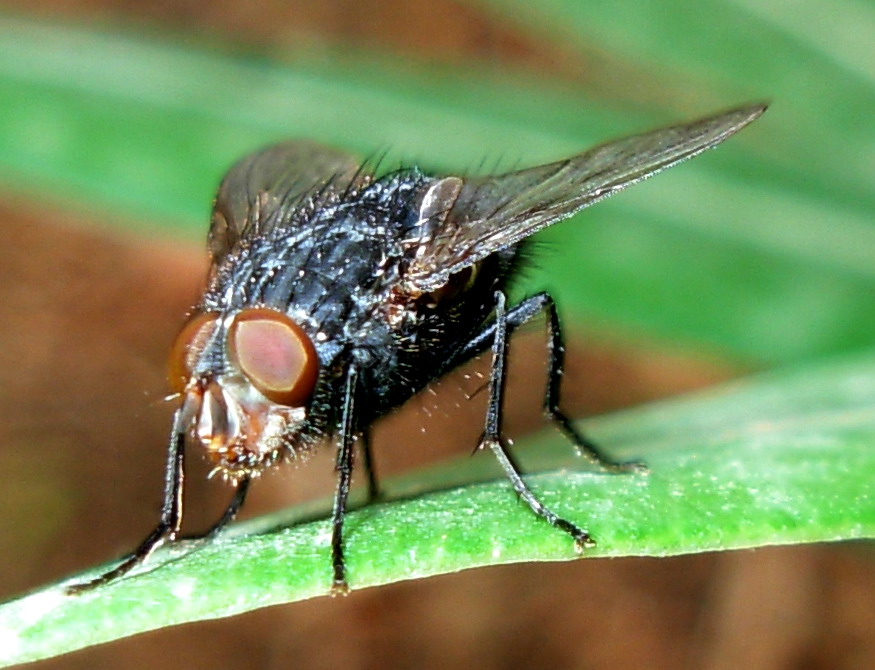 Calliphora