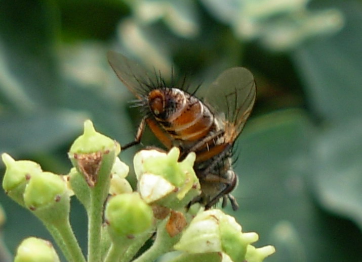 Tachinidae