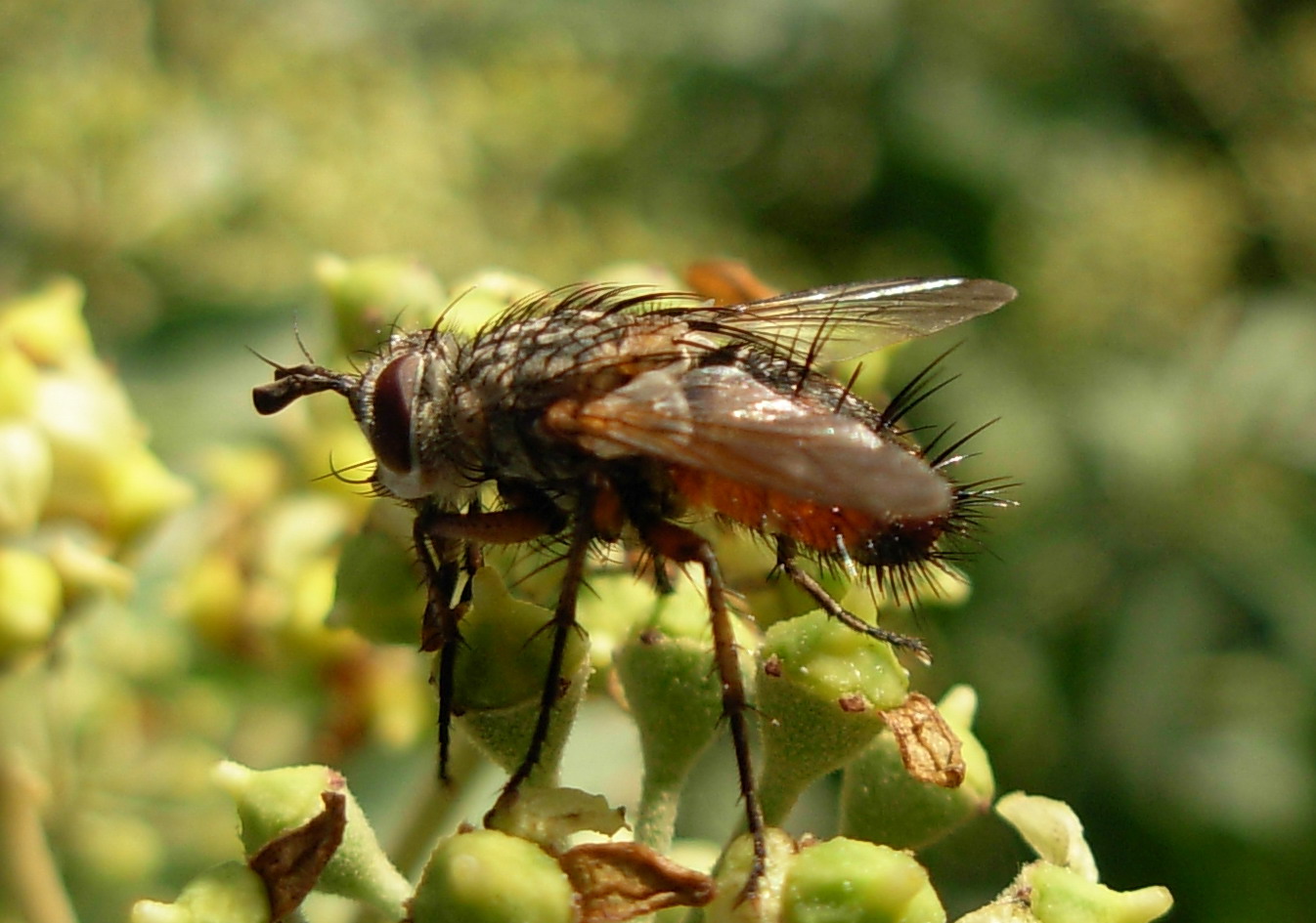 Tachinidae