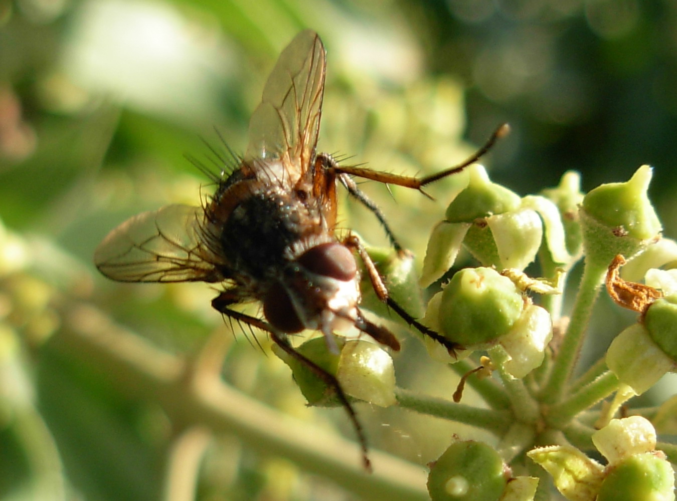 Tachinidae