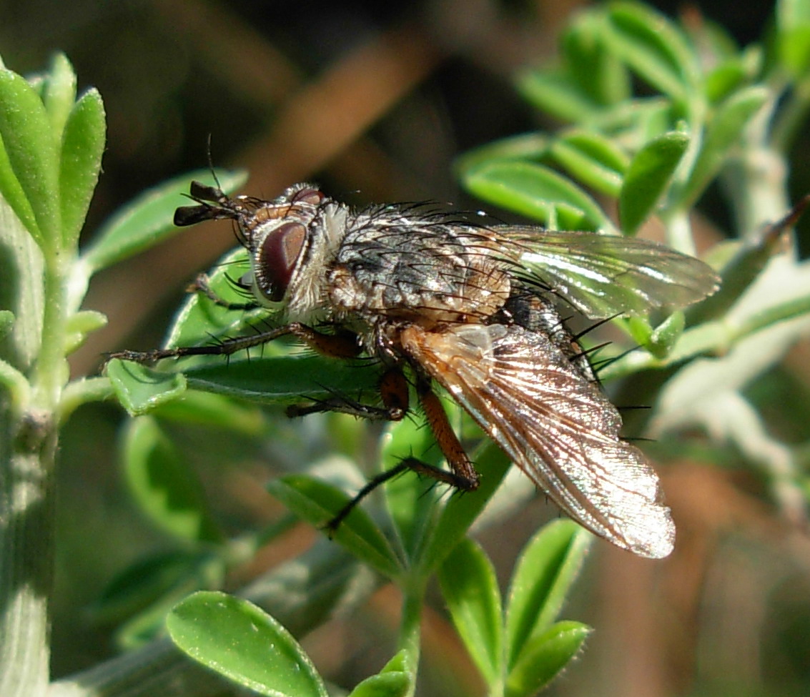 Tachinidae