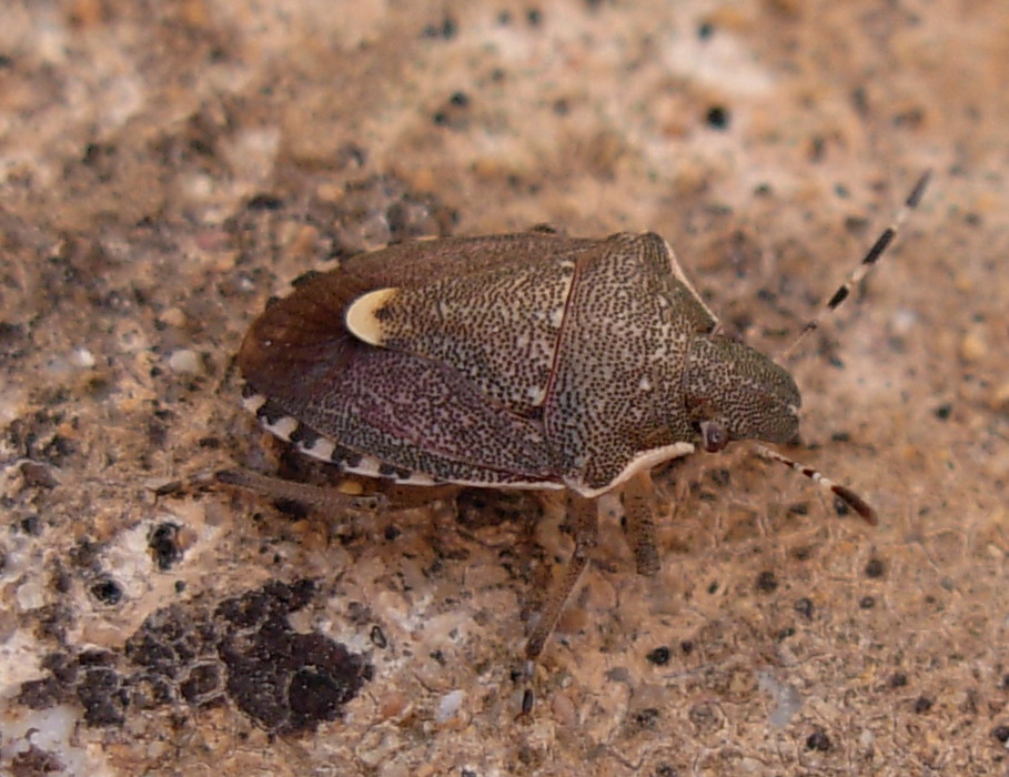 Holcostethus albipes