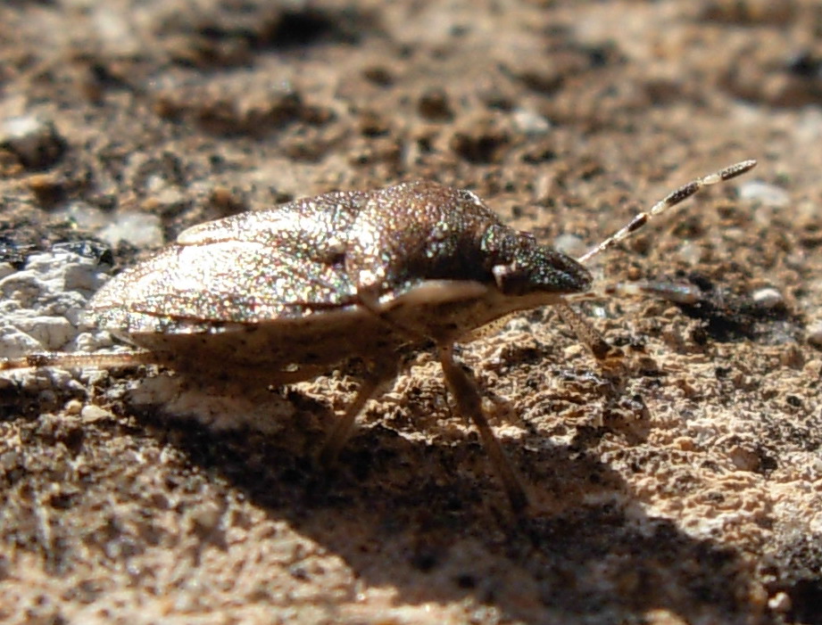 Holcostethus albipes