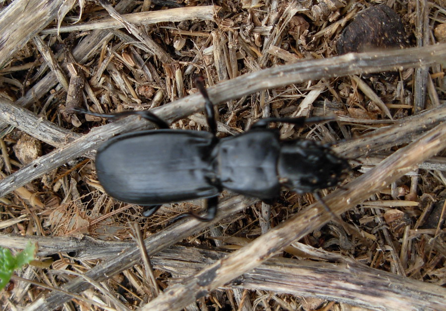 Percus corrugatus (Carabidae)