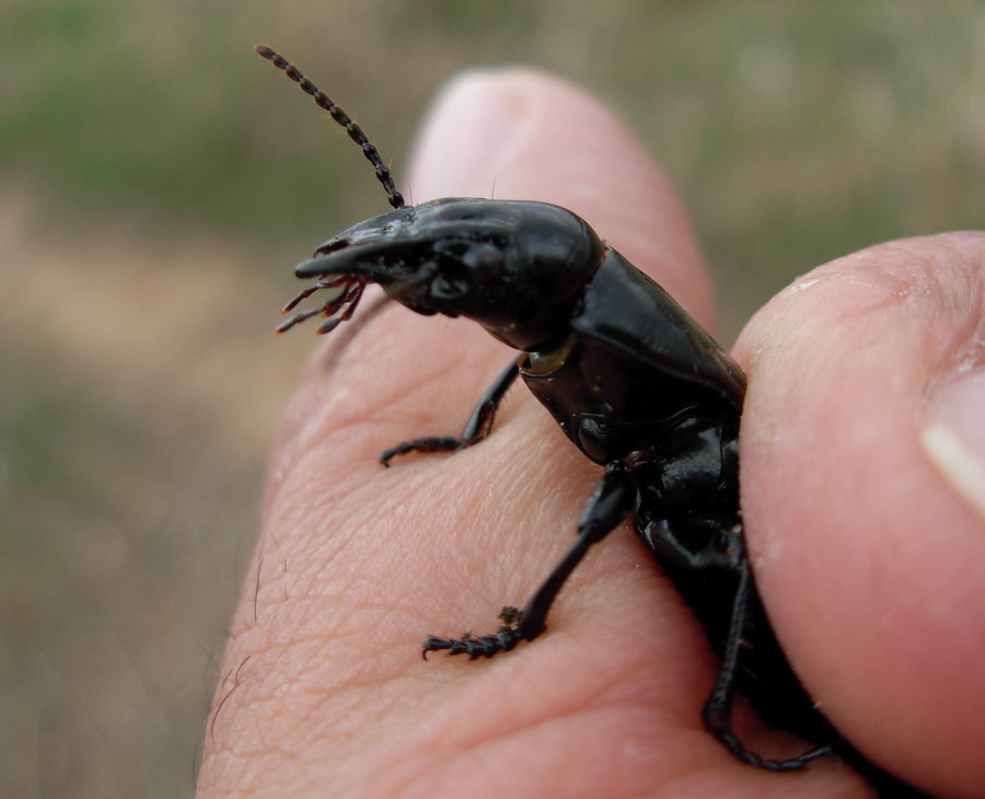Percus corrugatus (Carabidae)