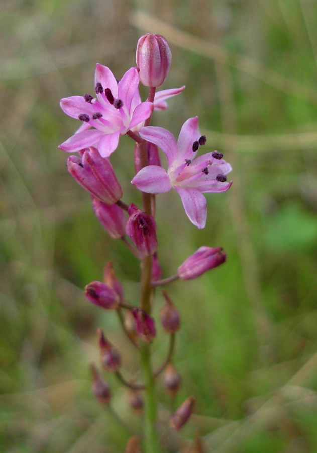 Liliacee ed iridacee della Sicilia