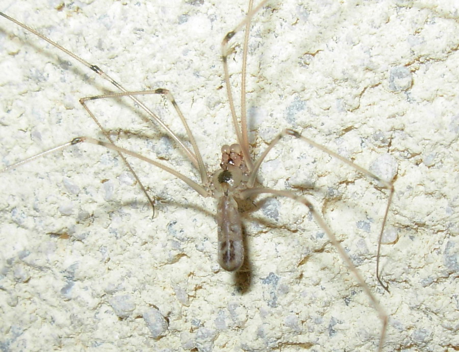 Holocnemus sp.