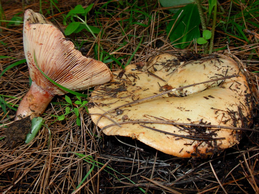 Funghi ericini