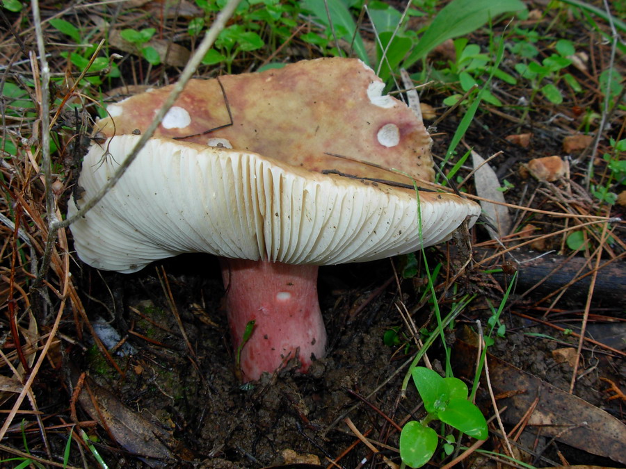 Funghi ericini