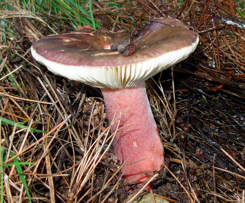 Funghi ericini