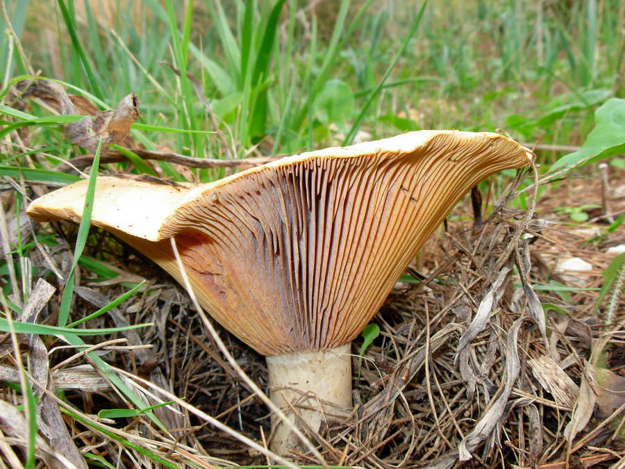 Funghi ericini