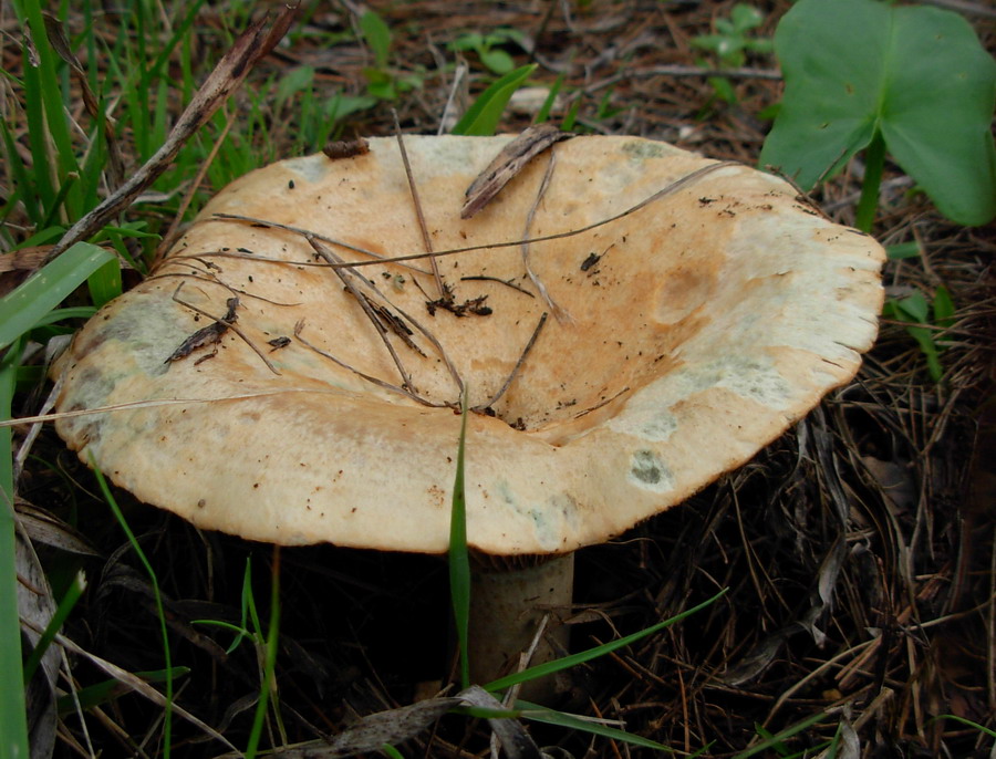 Funghi ericini