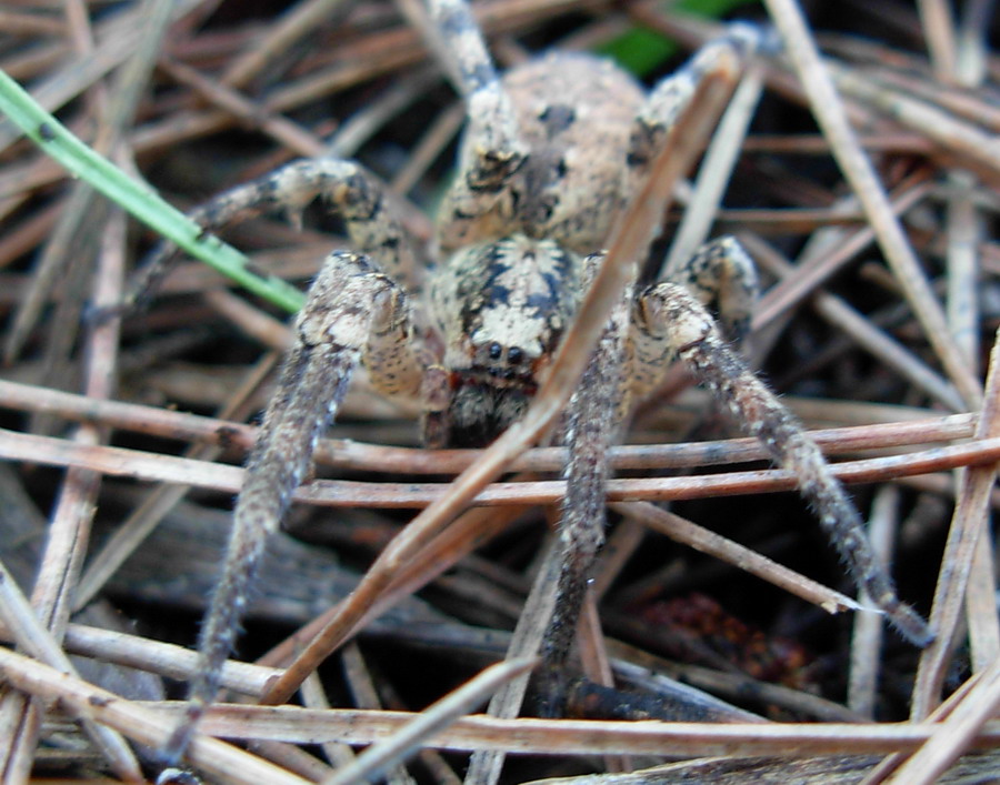 Zoropsis spinimana