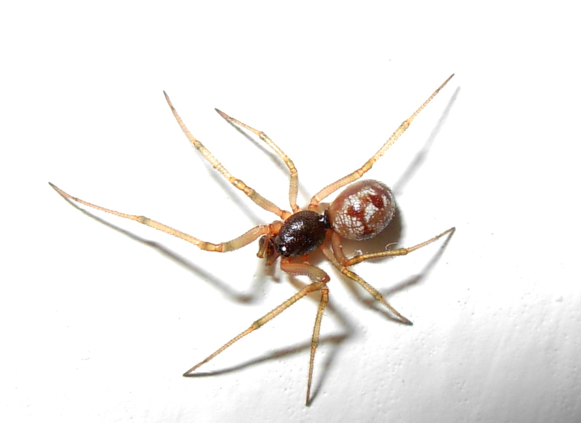 Steatoda triangulosa