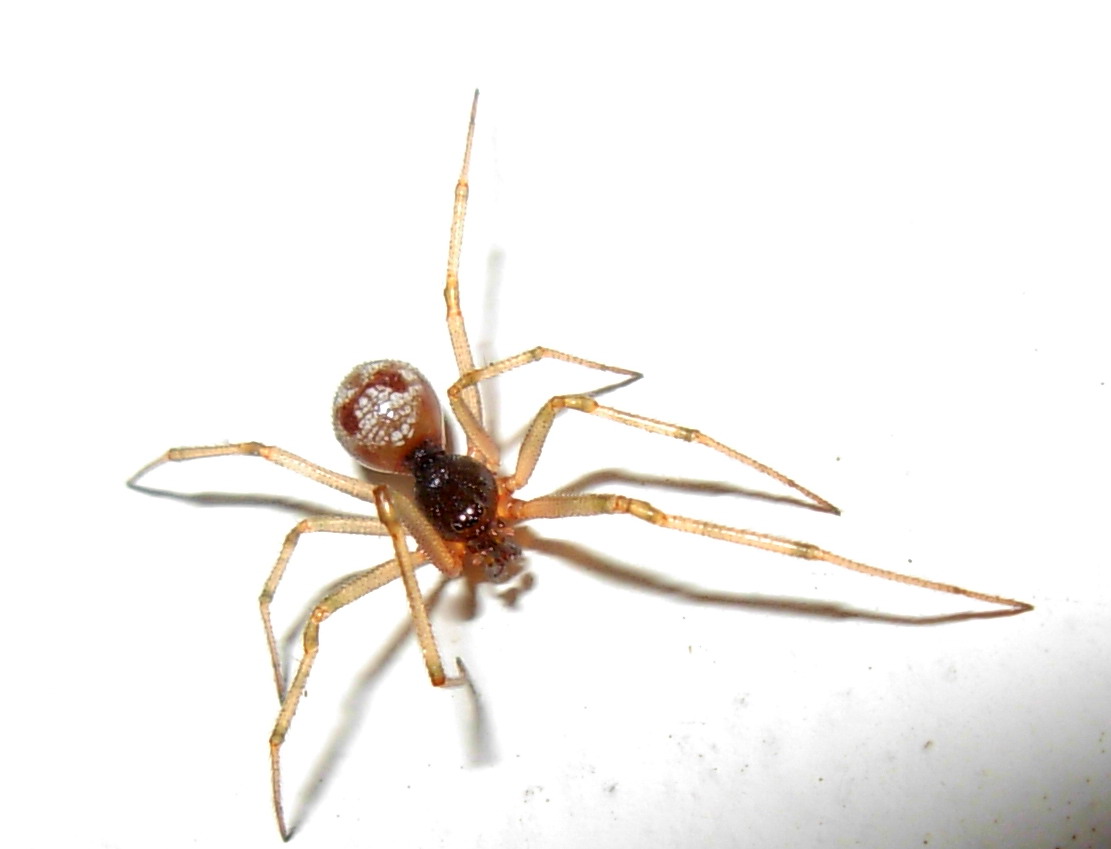 Steatoda triangulosa