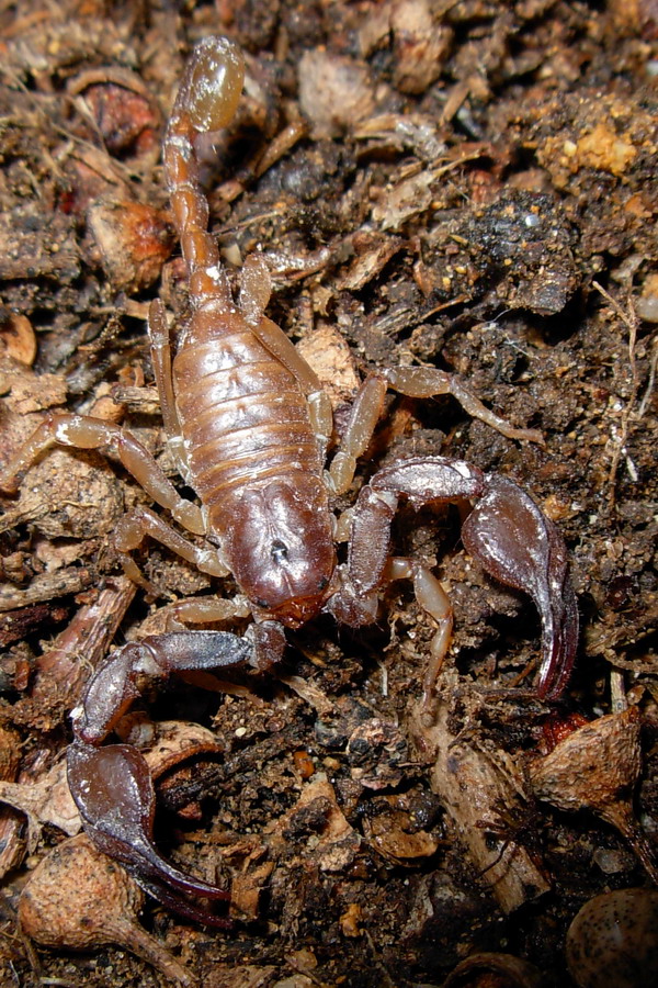 Euscorpius sicanus