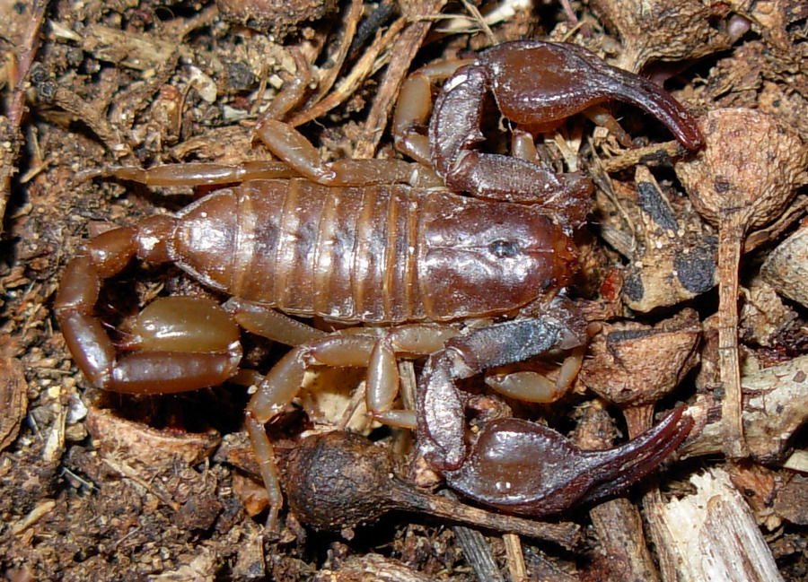 Euscorpius sicanus