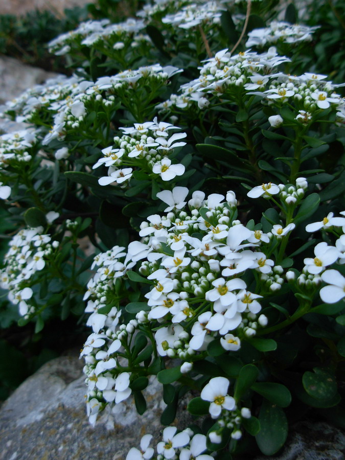 Iberis semperflorens / Iberide florida