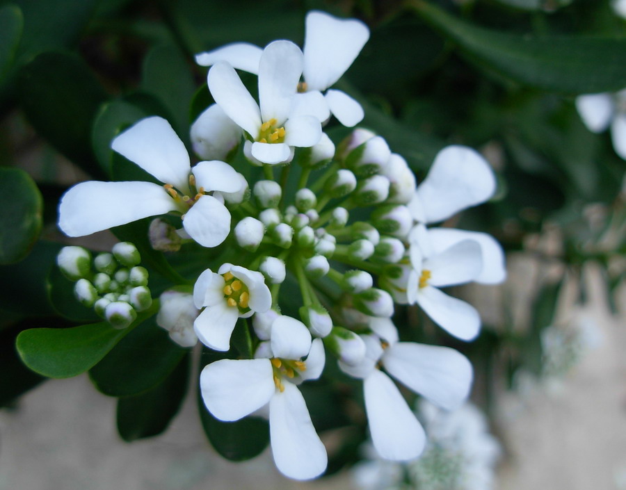 Iberis semperflorens / Iberide florida