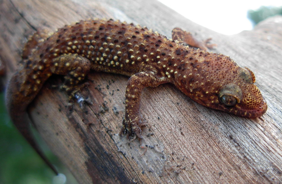 emidactilus turcicus (almeno credo)