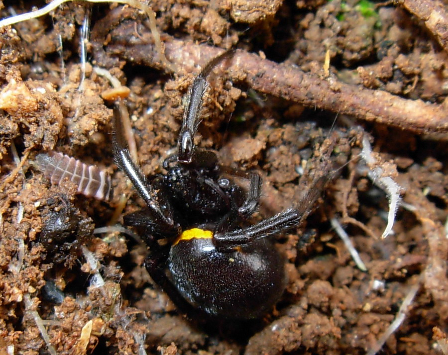 Steatoda paykulliana