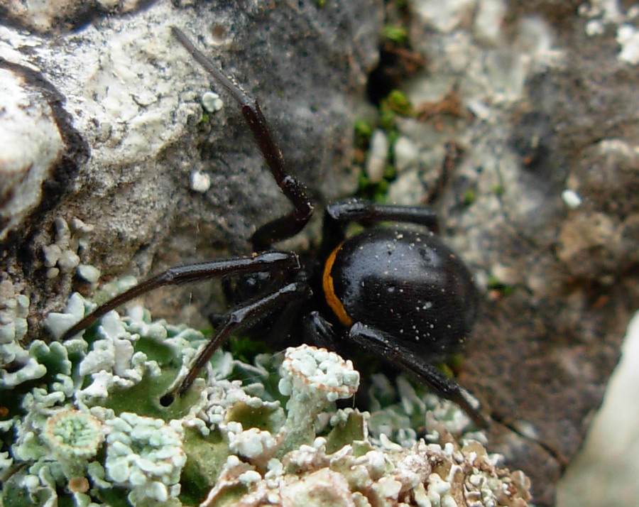 Steatoda paykulliana