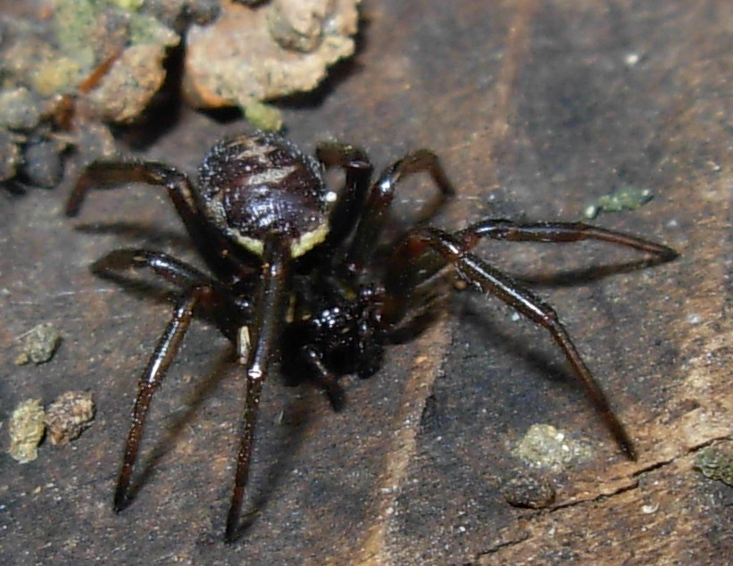 Steatoda paykulliana