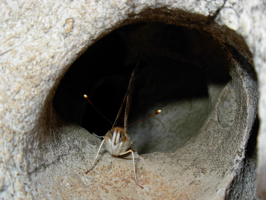 Vanessa cardui