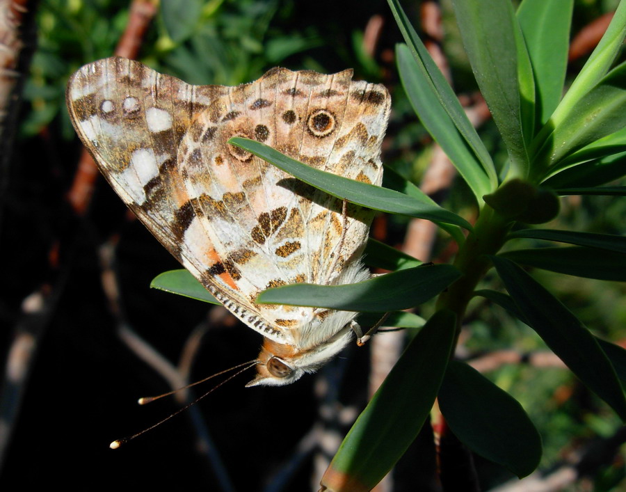 Vanessa cardui