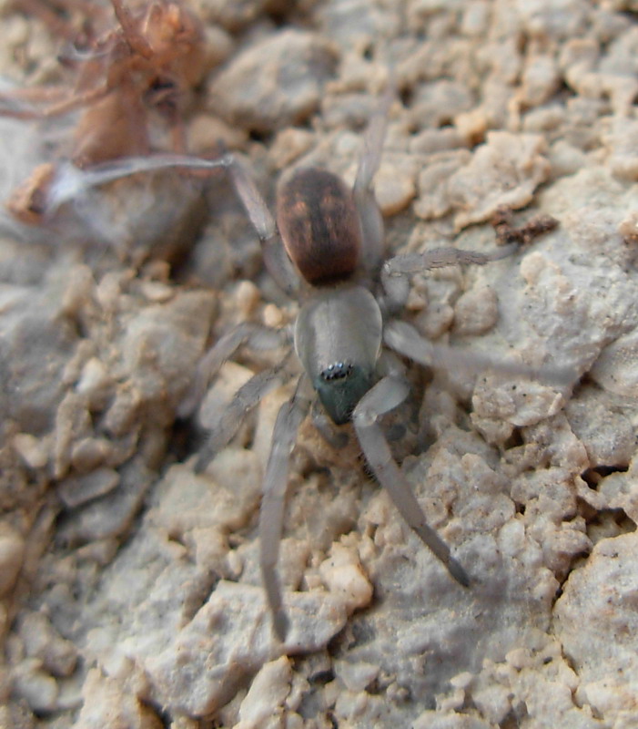 Gnaphosidae