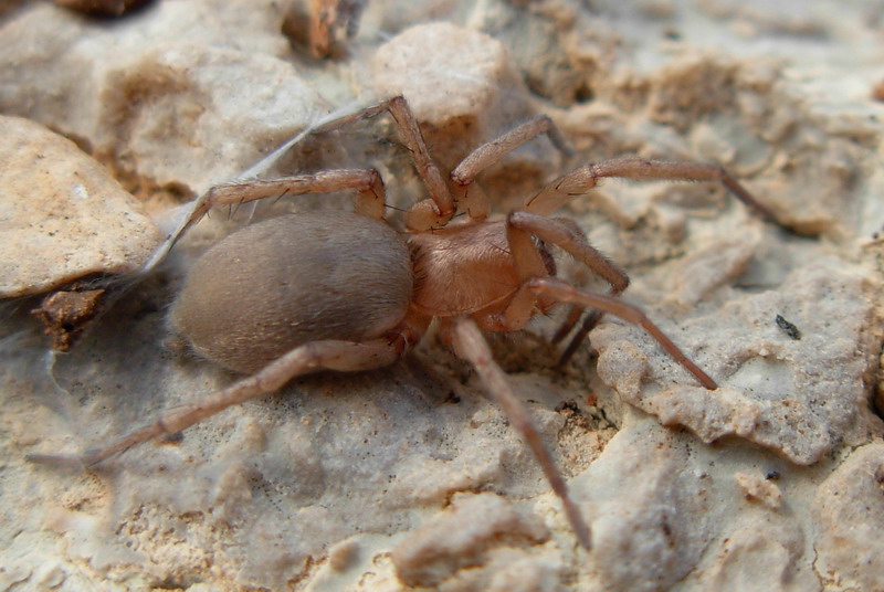 Gnaphosidae