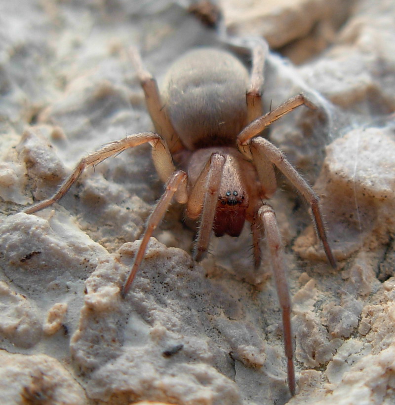 Gnaphosidae