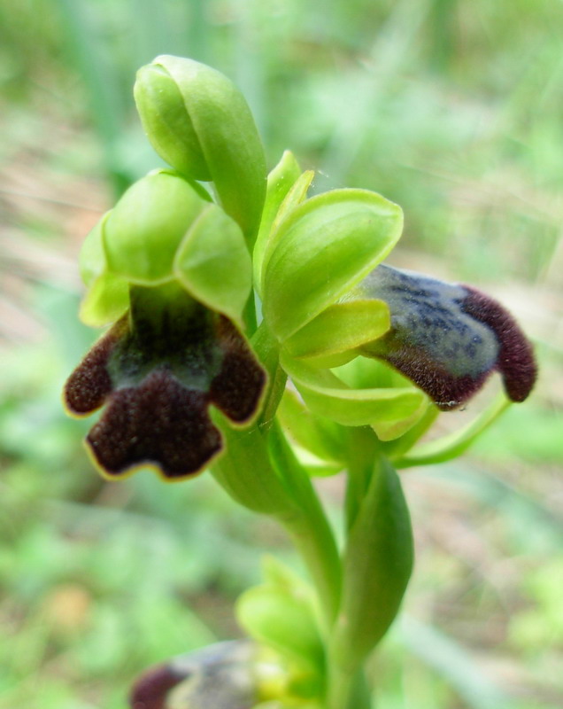 Ophrys  gruppo fusca che confusione: help me !!