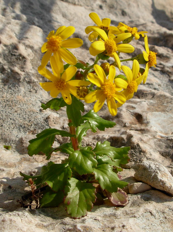 Senecio leucanthemifolius / Senecione costiero