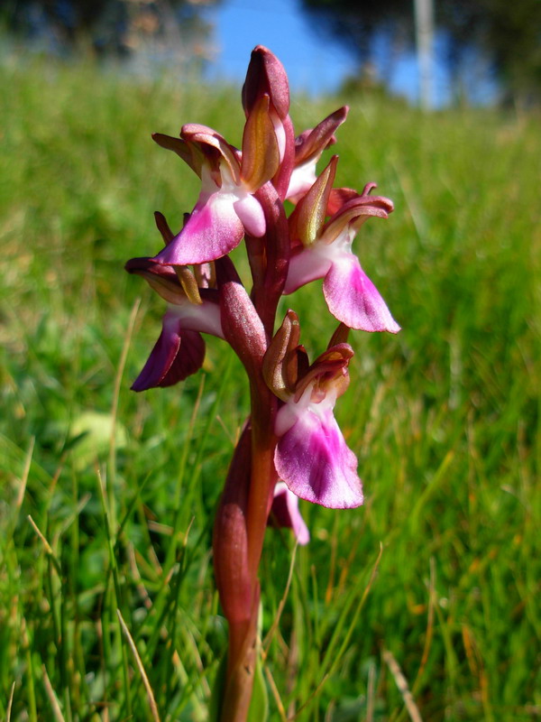 Prime fioriture di Orchis collina in Sicilia