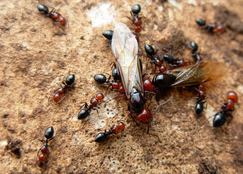 Alate di Camponotus: sicheli o lateralis?