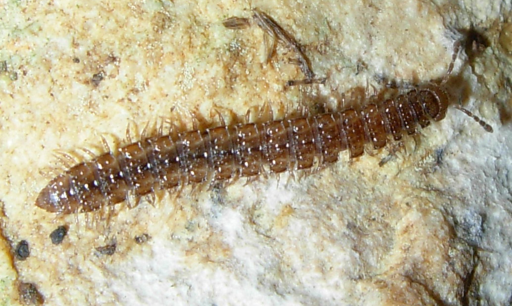 Polydesmidae