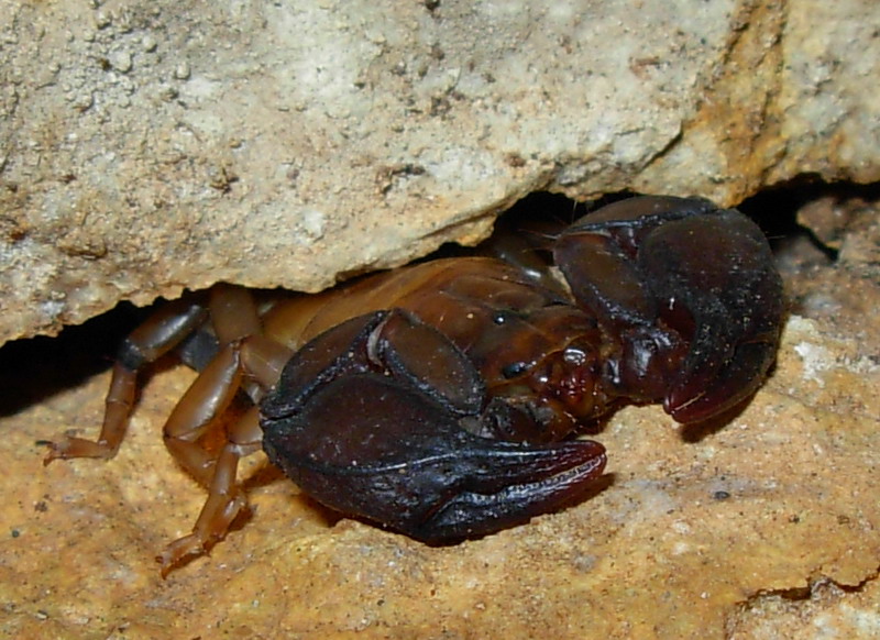 Euscorpius sp.