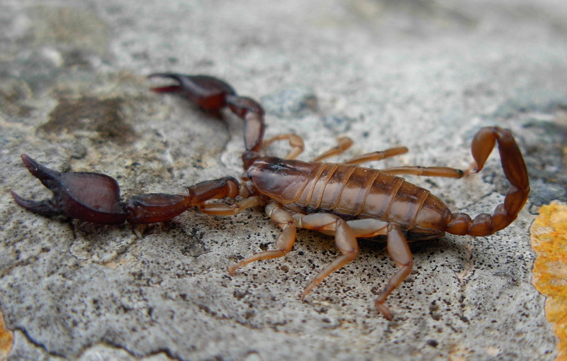 Euscorpius sp.