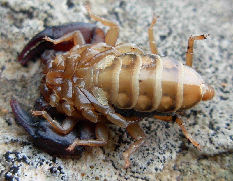 Euscorpius sp.