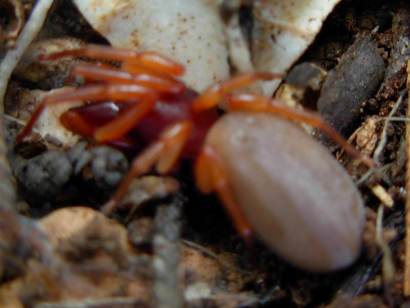 ragni ericini (tra cui Ischnocolus triangulifer e Loxosceles