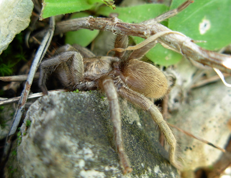 ragni ericini (tra cui Ischnocolus triangulifer e Loxosceles