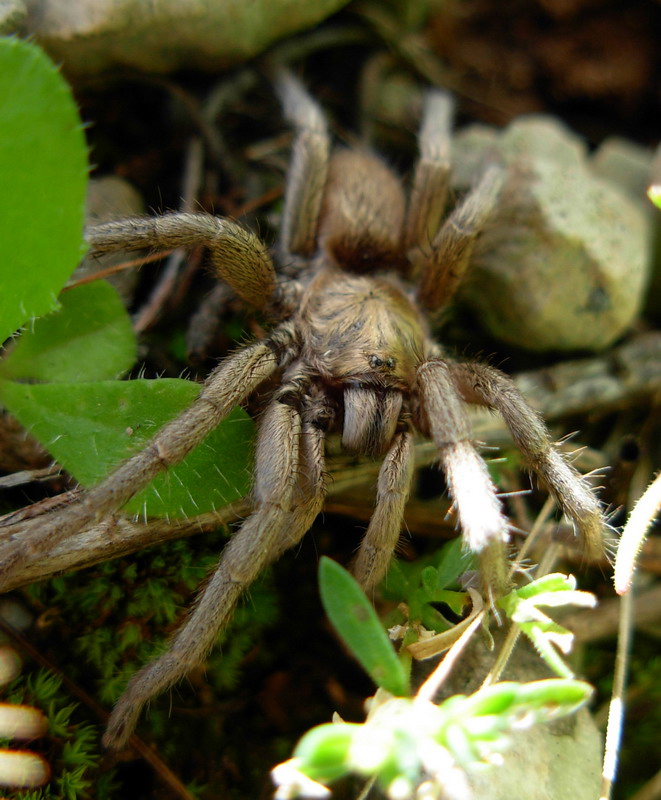 ragni ericini (tra cui Ischnocolus triangulifer e Loxosceles