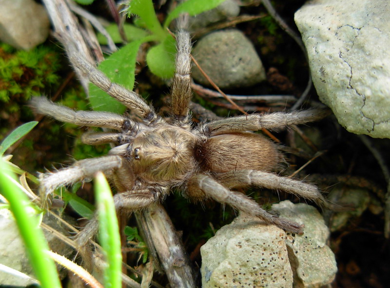 ragni ericini (tra cui Ischnocolus triangulifer e Loxosceles