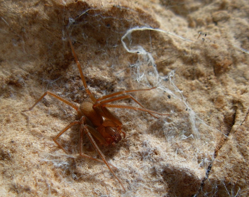 ragni ericini (tra cui Ischnocolus triangulifer e Loxosceles