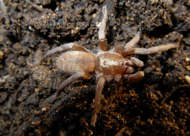 ragni ericini (tra cui Ischnocolus triangulifer e Loxosceles